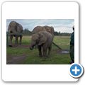 Knysna Elephant Park