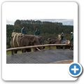 Knysna Elephant Park
