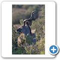 Addo Elephant NP - Kudu