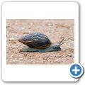 Addo Elephant NP - Schnecke