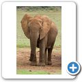 Addo Elephant NP - Elefant
