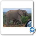 Addo Elephant NP - Elefant