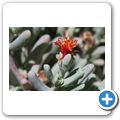 Mittagsblume
