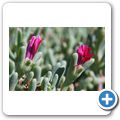 Mittagsblume