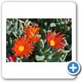 Mittagsblume