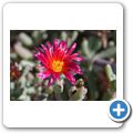 Mittagsblume