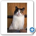 Die Farmkatze "Grüezi"