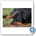 Der Farmhund "Rika"