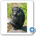 Affenzoo "Apenheul" - Bonobo