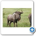 Gnu