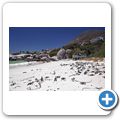 Simon's Town - Pinguin-Kolonie am Boulders Beach