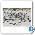 Simon's Town - Pinguin-Kolonie am Boulders Beach