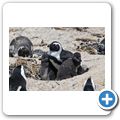 Simon's Town - Pinguin-Kolonie am Boulders Beach