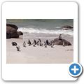 Simon's Town - Pinguin-Kolonie am Boulders Beach