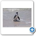 Simon's Town - Pinguin-Kolonie am Boulders Beach
