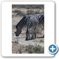 Inverdoorn Game Reserve - Zebra