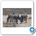 Inverdoorn Game Reserve - Zebra