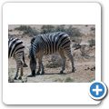 Inverdoorn Game Reserve - Zebra
