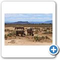 Inverdoorn Game Reserve - Braitmaulnashorn