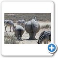 Inverdoorn Game Reserve - Braitmaulnashorn