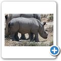 Inverdoorn Game Reserve - Braitmaulnashorn