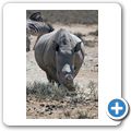 Inverdoorn Game Reserve - Braitmaulnashorn