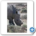 Inverdoorn Game Reserve - Braitmaulnashorn