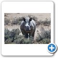 Inverdoorn Game Reserve - Braitmaulnashorn