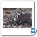 Inverdoorn Game Reserve - Braitmaulnashorn