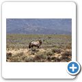 Inverdoorn Game Reserve - Oryx Antilope