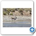 Inverdoorn Game Reserve - Eland Antilope