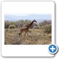 Inverdoorn Game Reserve - Giraffe