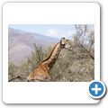 Inverdoorn Game Reserve - Giraffe