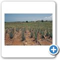 Aloe Vera Plantage