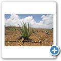 Aloe Vera Plantage