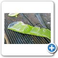 Aloe Vera Plantage