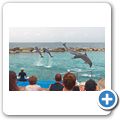 Sea Aquarium Park - Delfin-Show