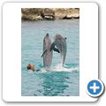 Sea Aquarium Park - Delfin-Show