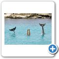 Sea Aquarium Park - Delfin-Show