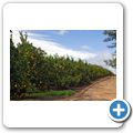 Orangenplantage bei Citrusdal