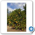 Orangenplantage bei Citrusdal