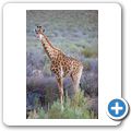 Aquila Game Lodge - Giraffe
