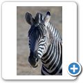 Aquila Game Lodge - Zebra