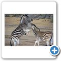 Aquila Game Lodge - Zebra