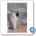 Aquila Game Lodge - Eland Antilope