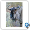 Aquila Game Lodge - Gnu