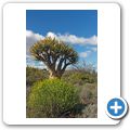 Karoo National Botanical Garden - K&ouml;cherbaum