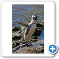 Betty's Bay - Pinguin-Kolonie am Stony Point