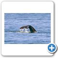 Southern Right Whale
