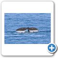 Southern Right Whale